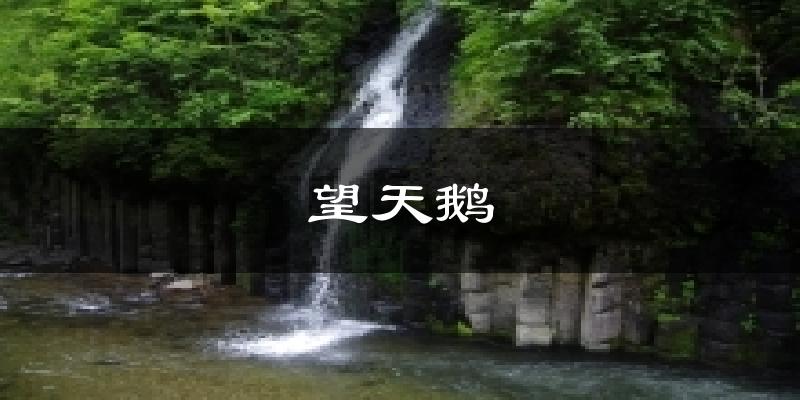 望天鹅天气预报十五天