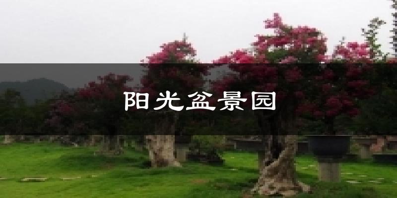 舟山阳光盆景园天气预报未来一周