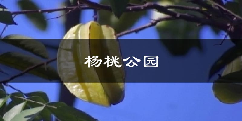 杨桃公园天气预报十五天