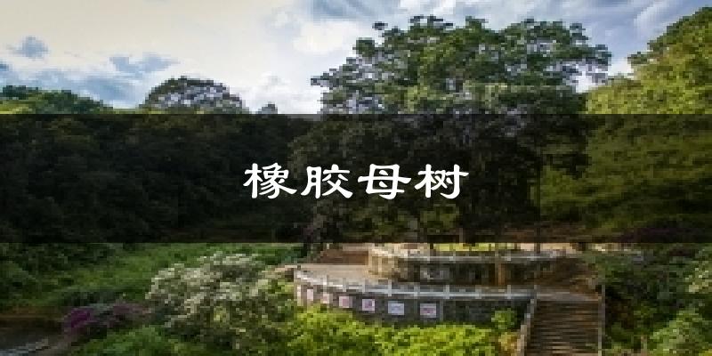 橡胶母树今日天气